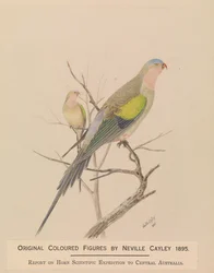 Princess Parrot, Polytelis alexandrae